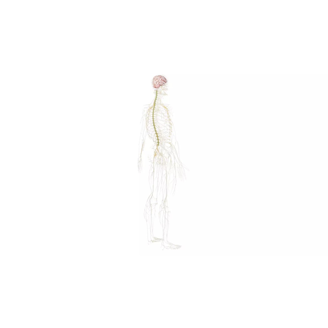 Human Nervous System 3D Model – High Poly Anatomical Asset, FBX - View 28