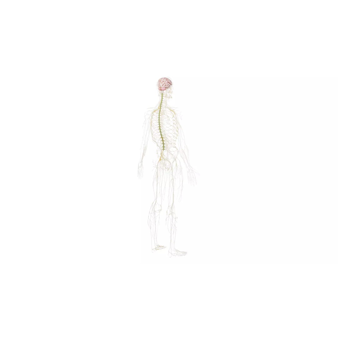Human Nervous System 3D Model – High Poly Anatomical Asset, FBX - View 29