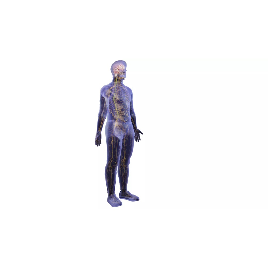 Human Nervous System 3D Model – High Poly Anatomical Asset, FBX - View 3