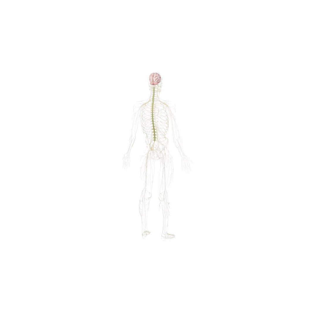 Human Nervous System 3D Model – High Poly Anatomical Asset, FBX - View 31