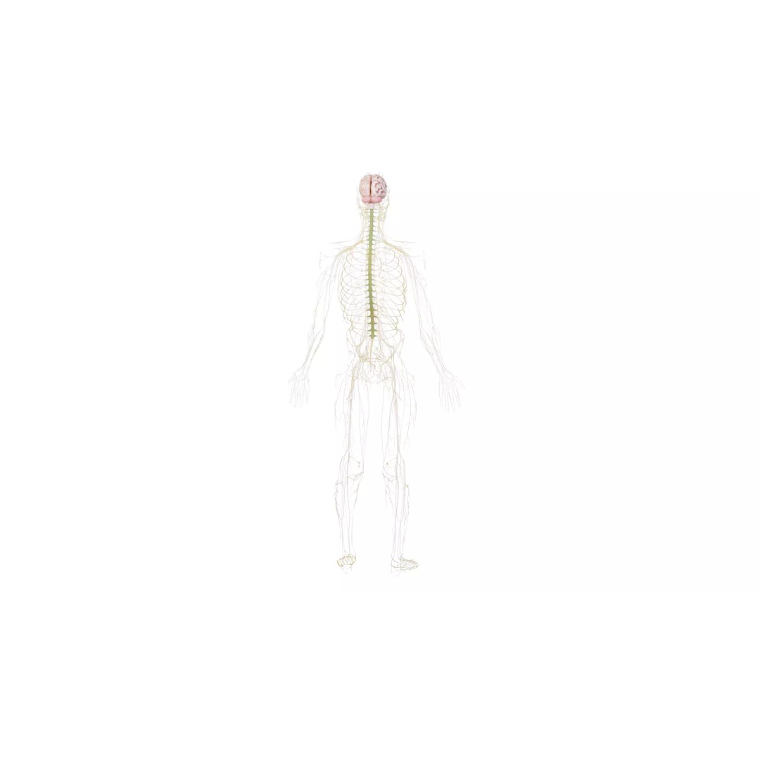 Human Nervous System 3D Model – High Poly Anatomical Asset, FBX - View 32