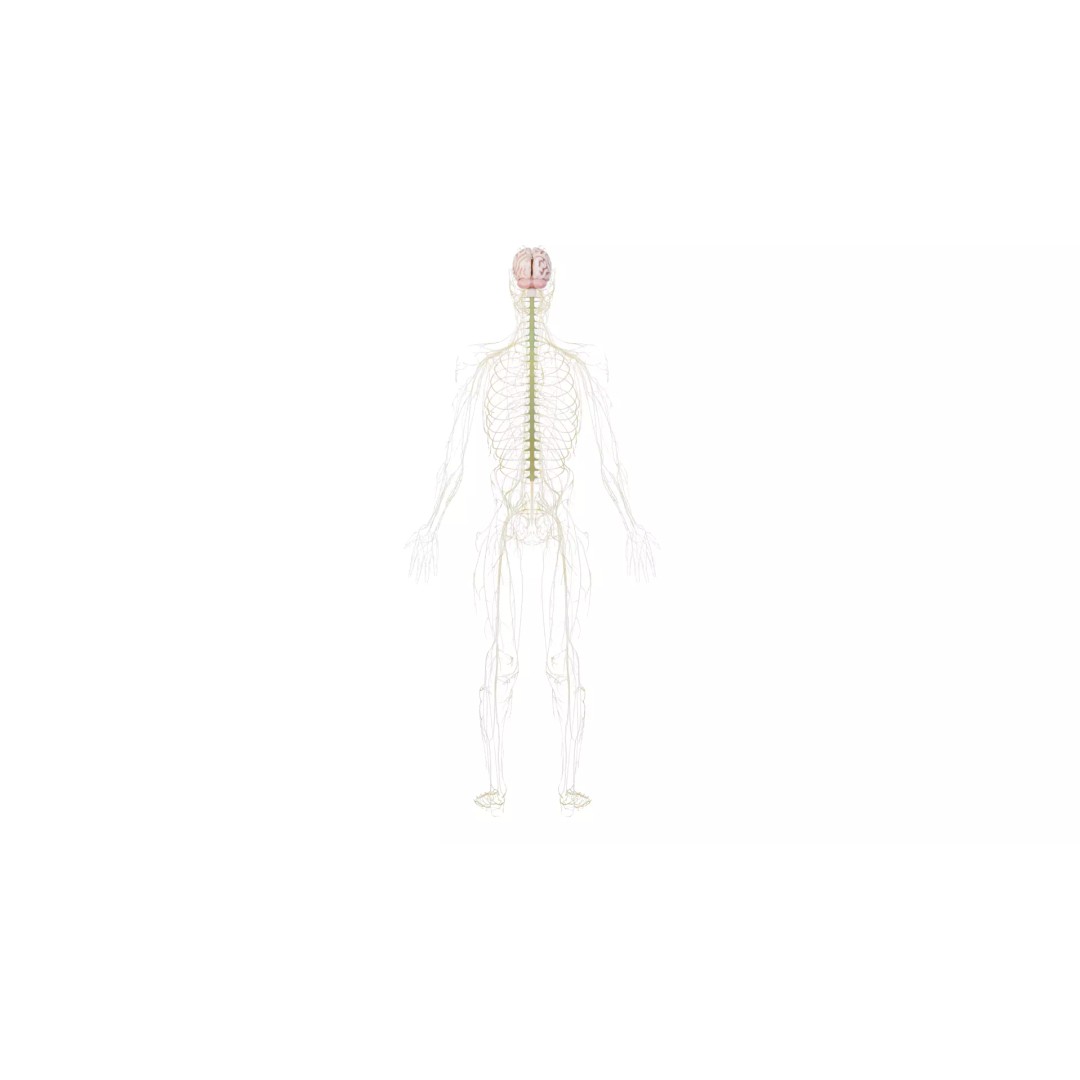 Human Nervous System 3D Model – High Poly Anatomical Asset, FBX - View 33