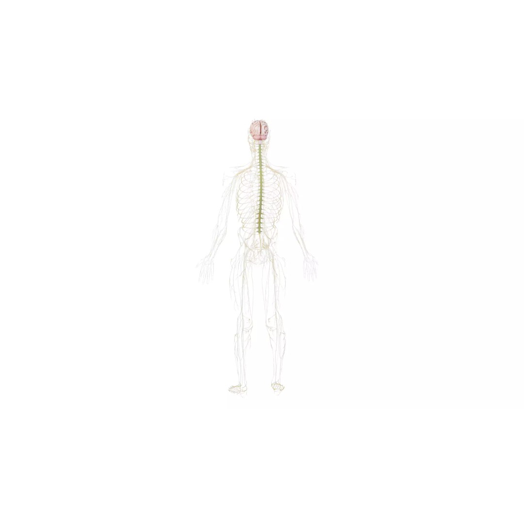 Human Nervous System 3D Model – High Poly Anatomical Asset, FBX - View 34
