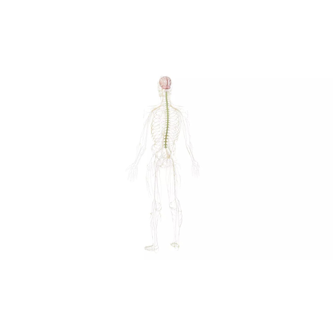 Human Nervous System 3D Model – High Poly Anatomical Asset, FBX - View 35