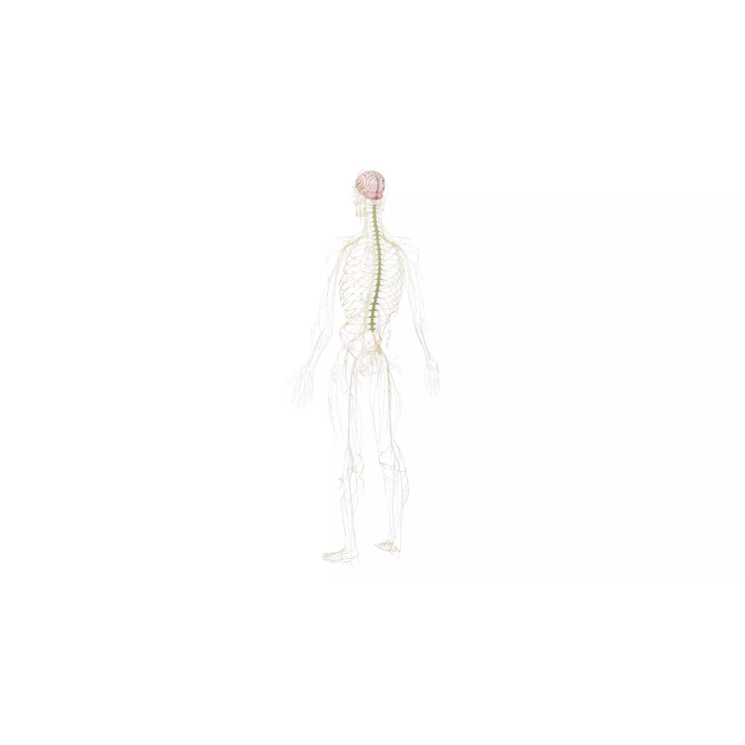 Human Nervous System 3D Model – High Poly Anatomical Asset, FBX - View 36
