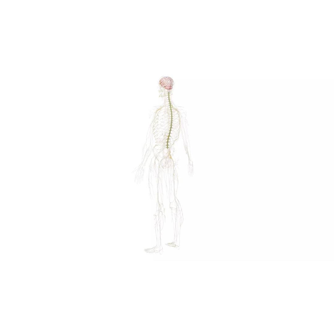 Human Nervous System 3D Model – High Poly Anatomical Asset, FBX - View 37