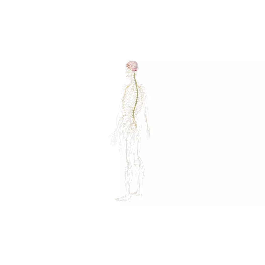Human Nervous System 3D Model – High Poly Anatomical Asset, FBX - View 38