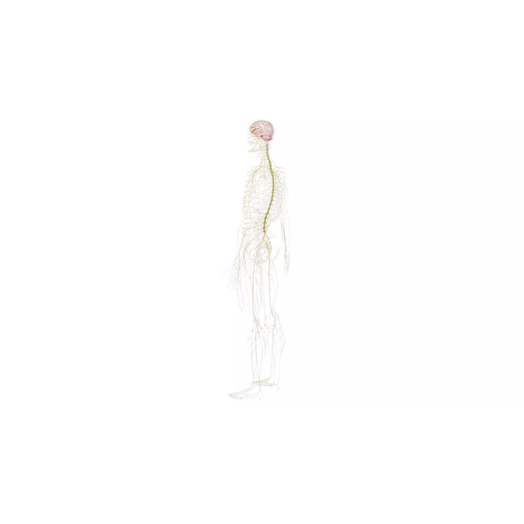 Human Nervous System 3D Model – High Poly Anatomical Asset, FBX - View 39