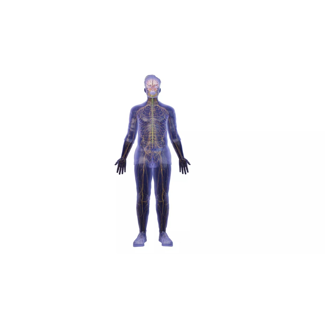 Human Nervous System 3D Model – High Poly Anatomical Asset, FBX - View 4
