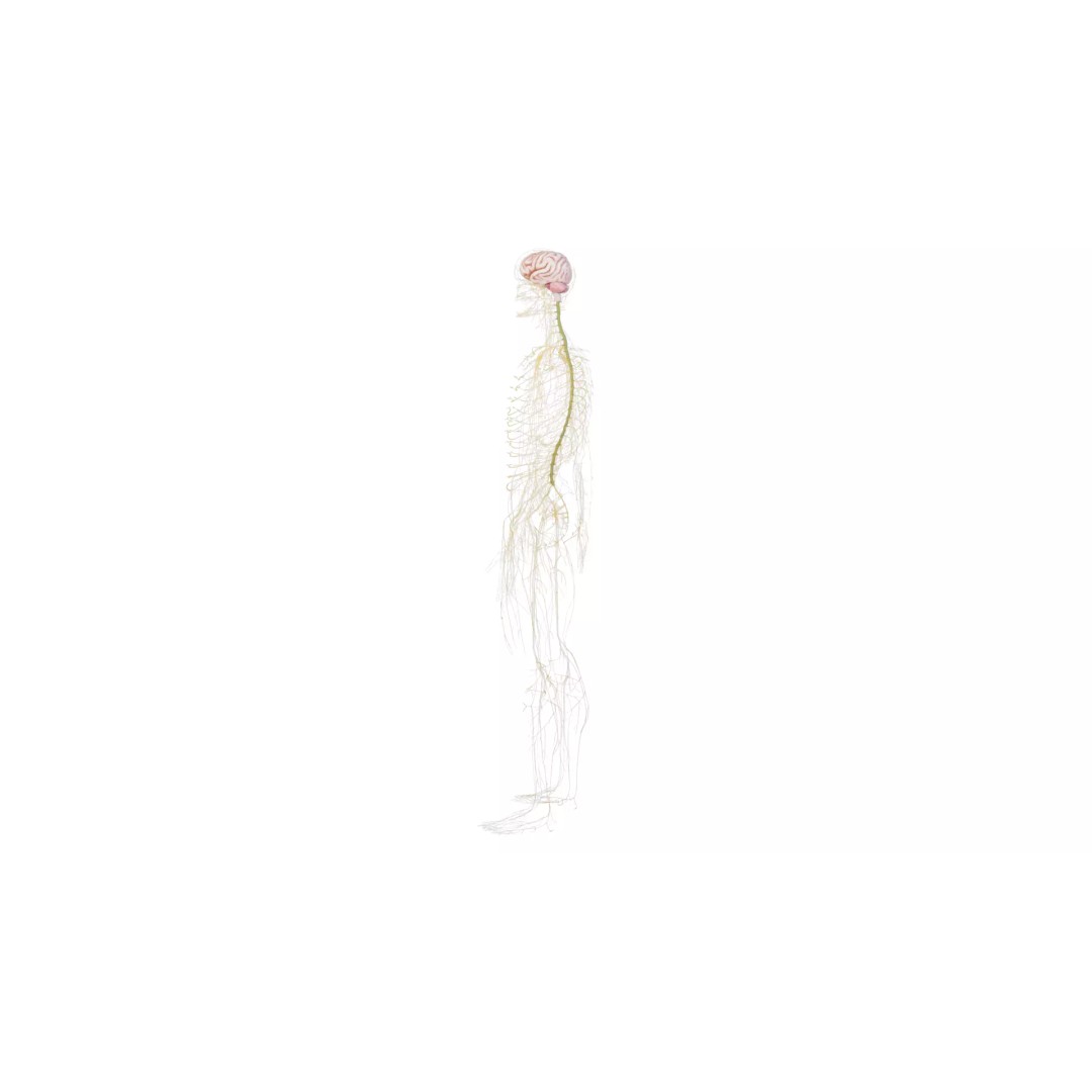 Human Nervous System 3D Model – High Poly Anatomical Asset, FBX - View 40