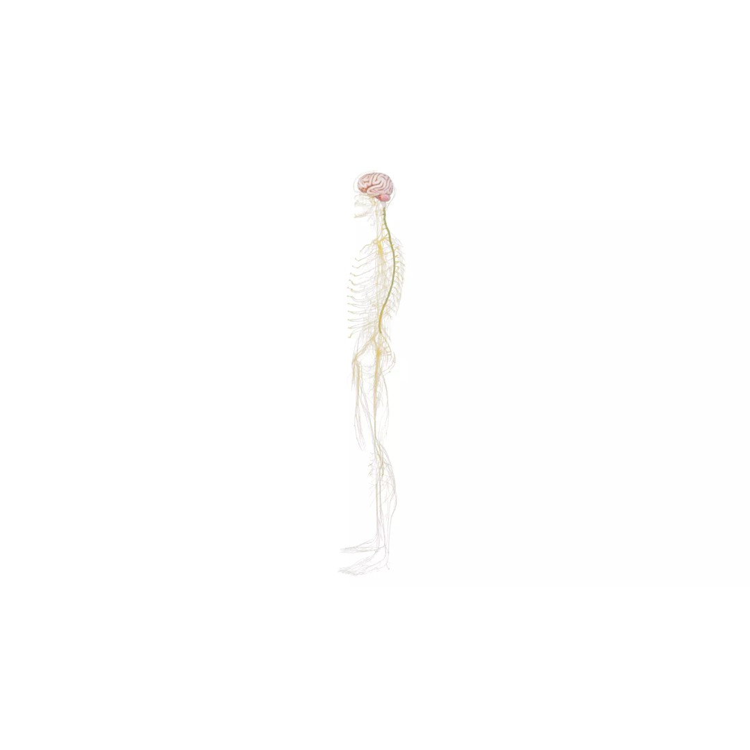 Human Nervous System 3D Model – High Poly Anatomical Asset, FBX - View 42