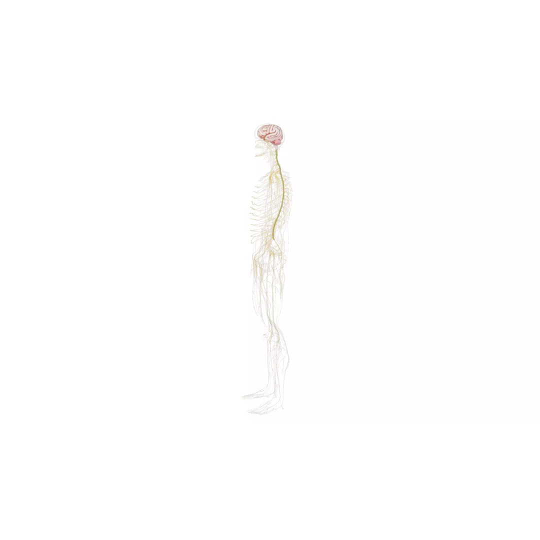 Human Nervous System 3D Model – High Poly Anatomical Asset, FBX - View 43