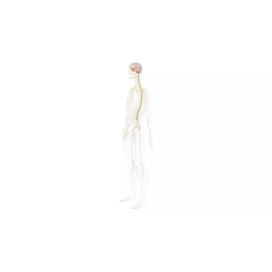 Human Nervous System 3D Model – High Poly Anatomical Asset, FBX - View 45
