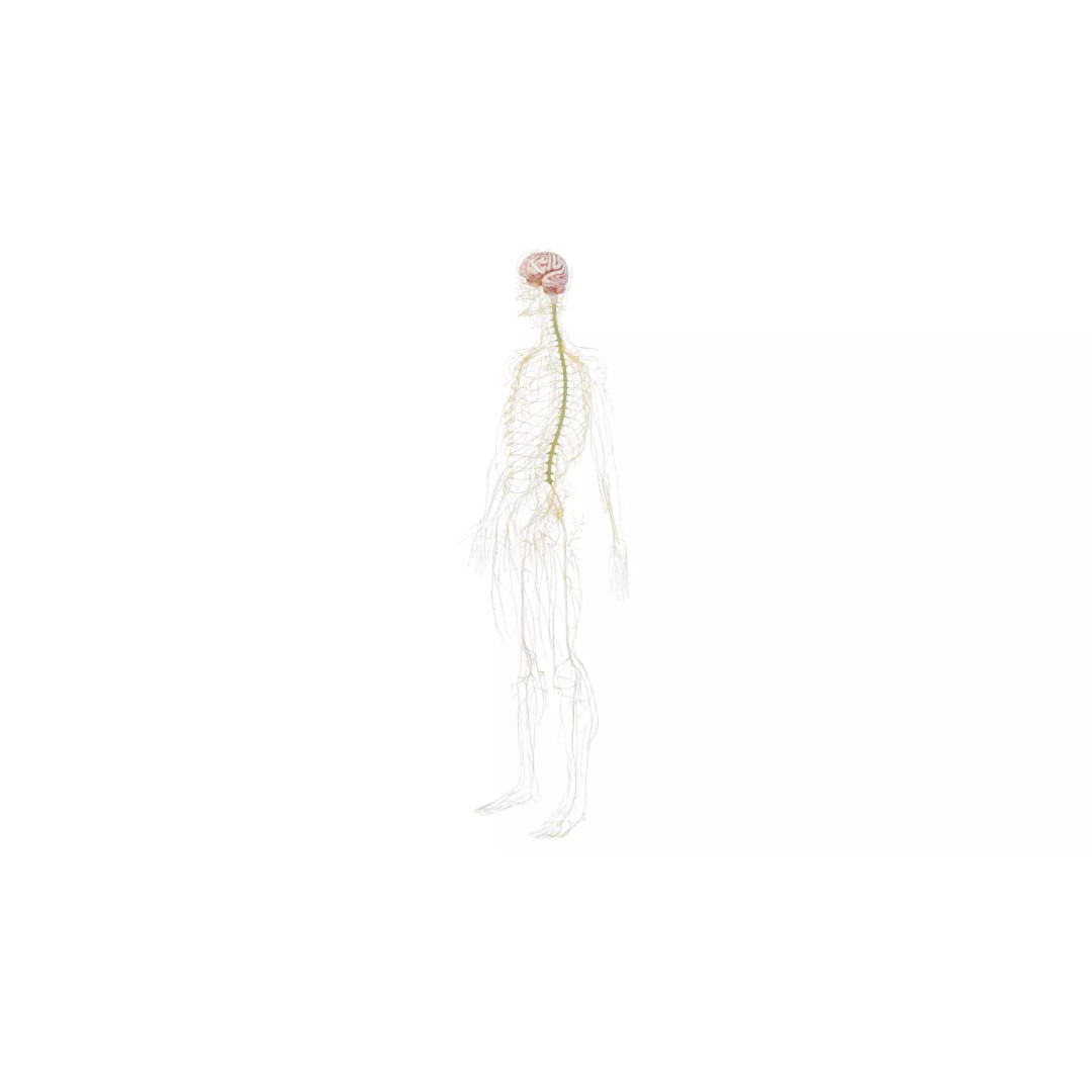 Human Nervous System 3D Model – High Poly Anatomical Asset, FBX - View 46