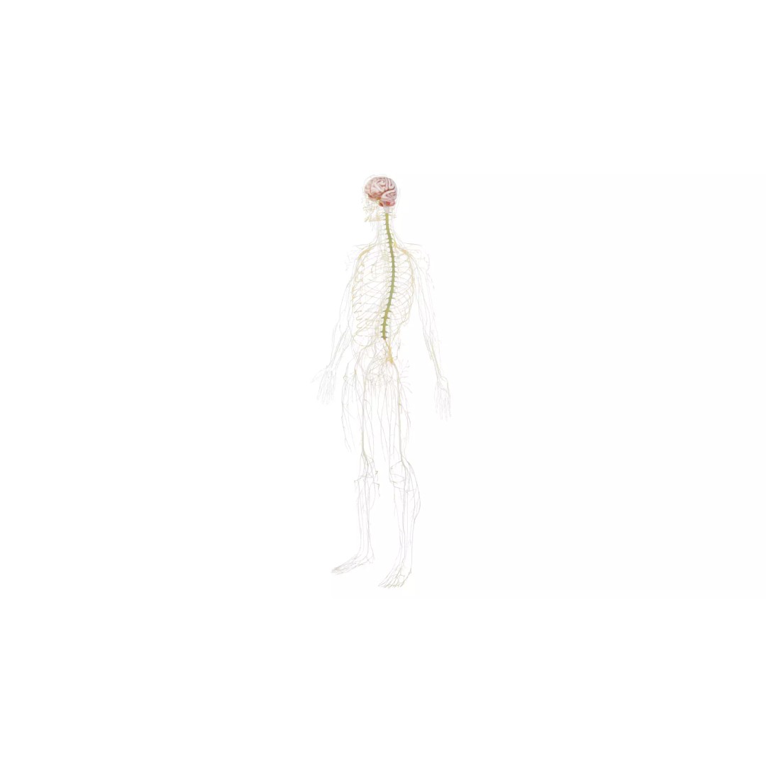 Human Nervous System 3D Model – High Poly Anatomical Asset, FBX - View 47