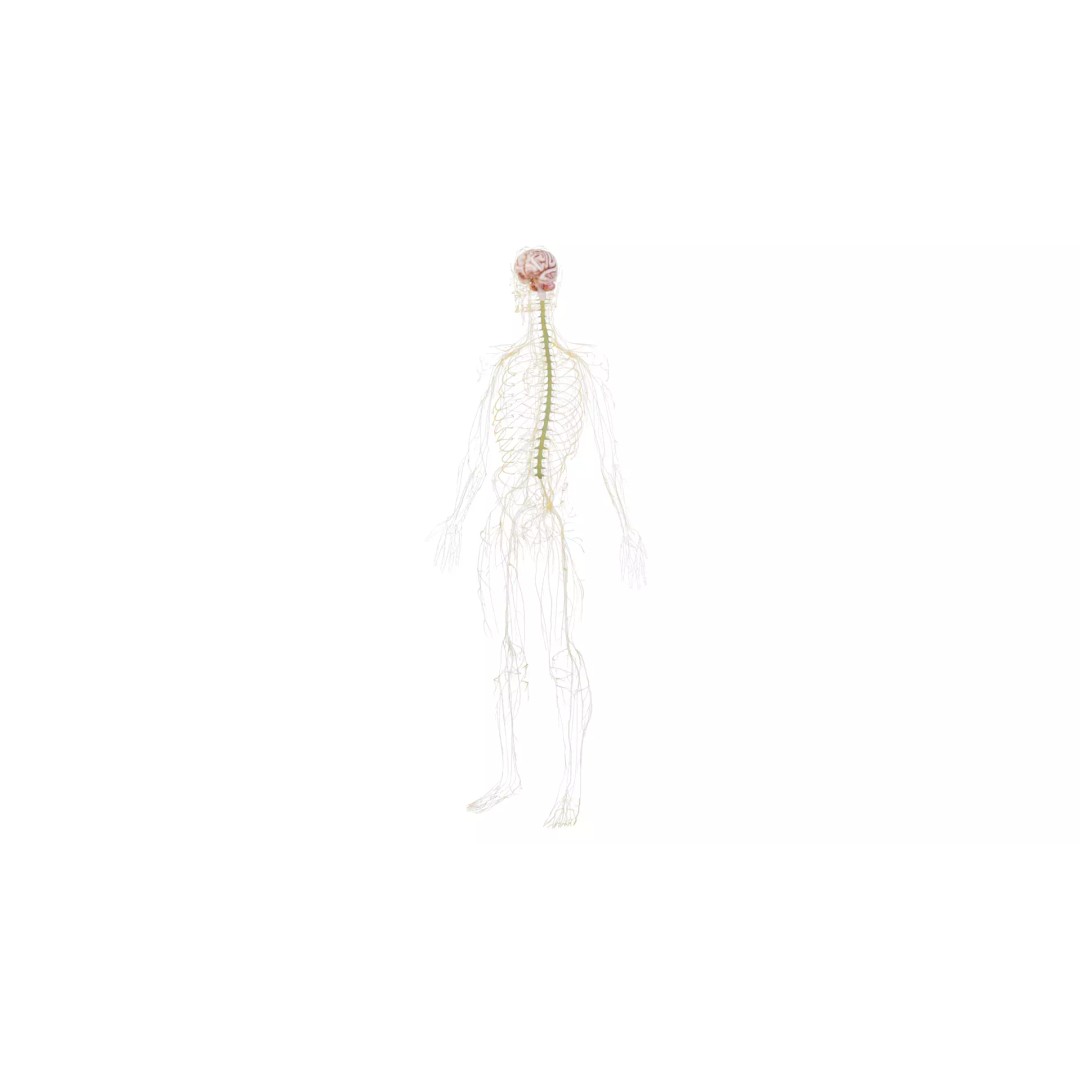 Human Nervous System 3D Model – High Poly Anatomical Asset, FBX - View 48