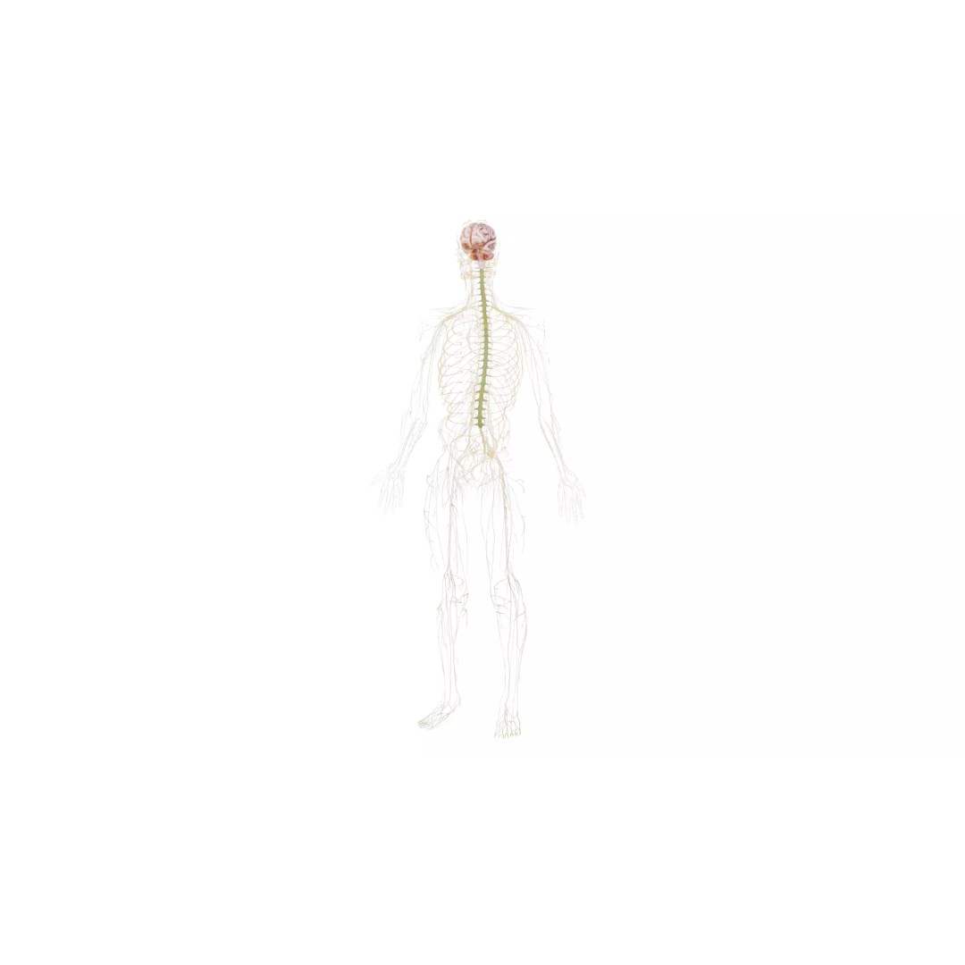 Human Nervous System 3D Model – High Poly Anatomical Asset, FBX - View 49