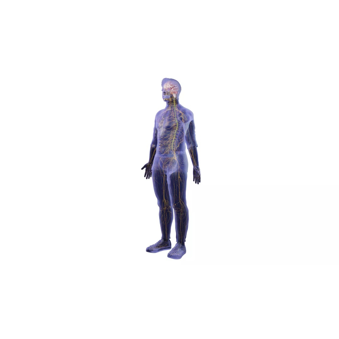 Human Nervous System 3D Model – High Poly Anatomical Asset, FBX - View 5