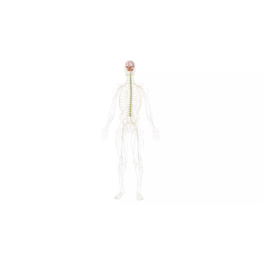 Human Nervous System 3D Model – High Poly Anatomical Asset, FBX - View 50
