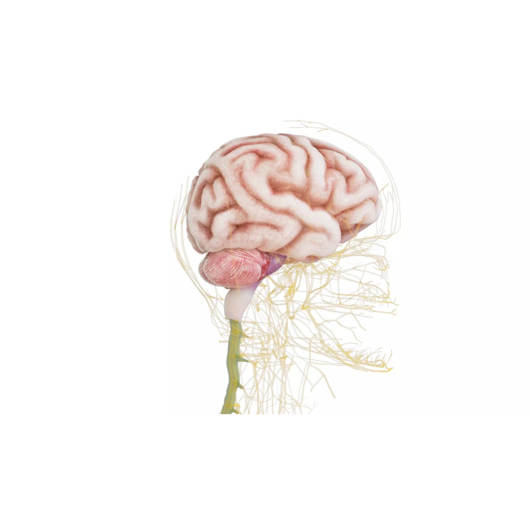 Human Nervous System 3D Model – High Poly Anatomical Asset, FBX - View 51