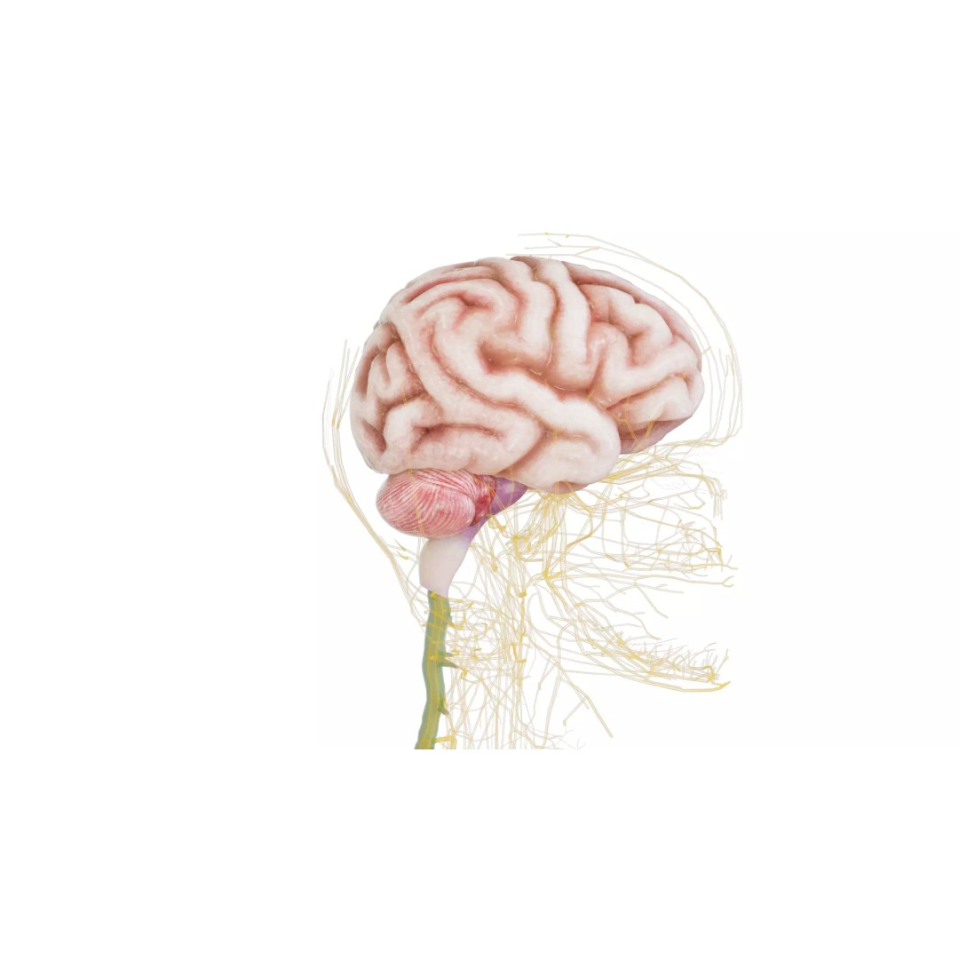 Human Nervous System 3D Model – High Poly Anatomical Asset, FBX - View 52
