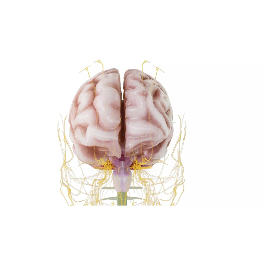 Human Nervous System 3D Model – High Poly Anatomical Asset, FBX - View 53