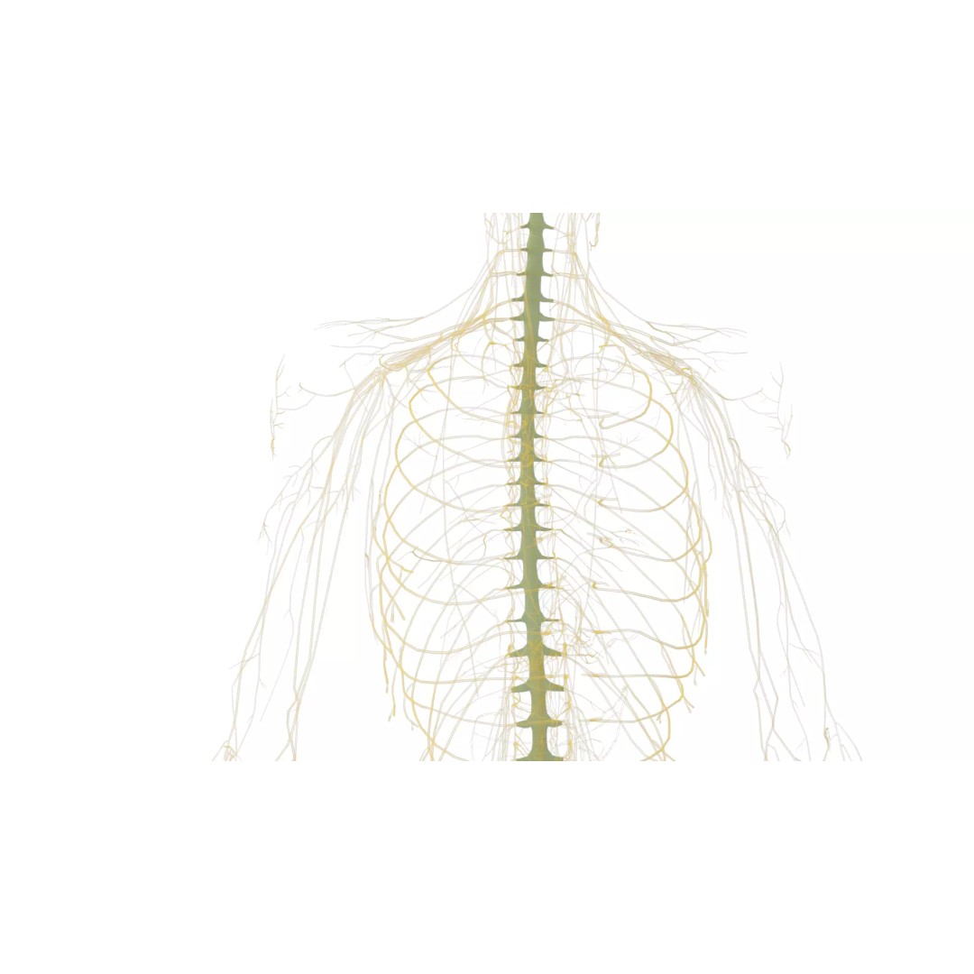 Human Nervous System 3D Model – High Poly Anatomical Asset, FBX - View 54