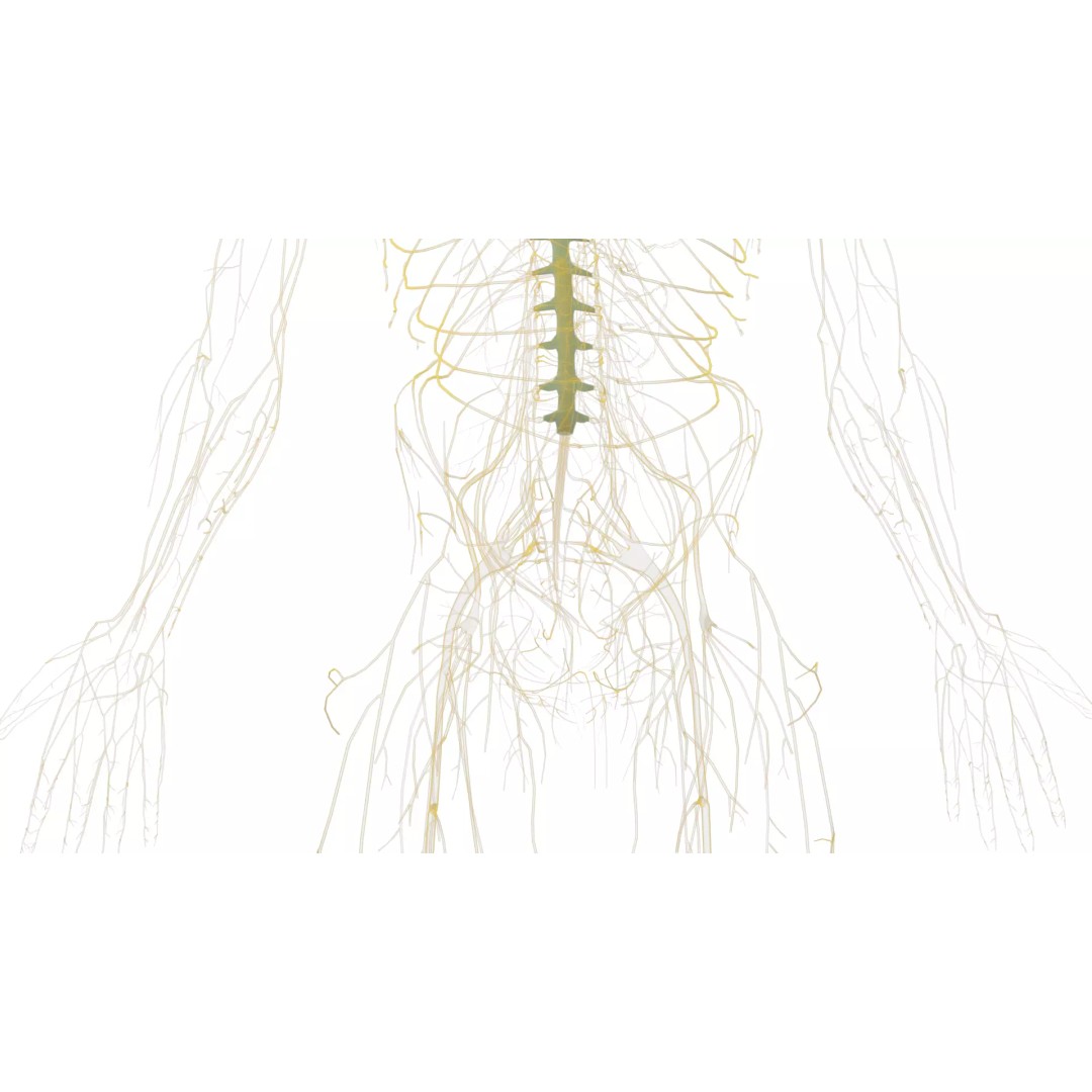 Human Nervous System 3D Model – High Poly Anatomical Asset, FBX - View 55