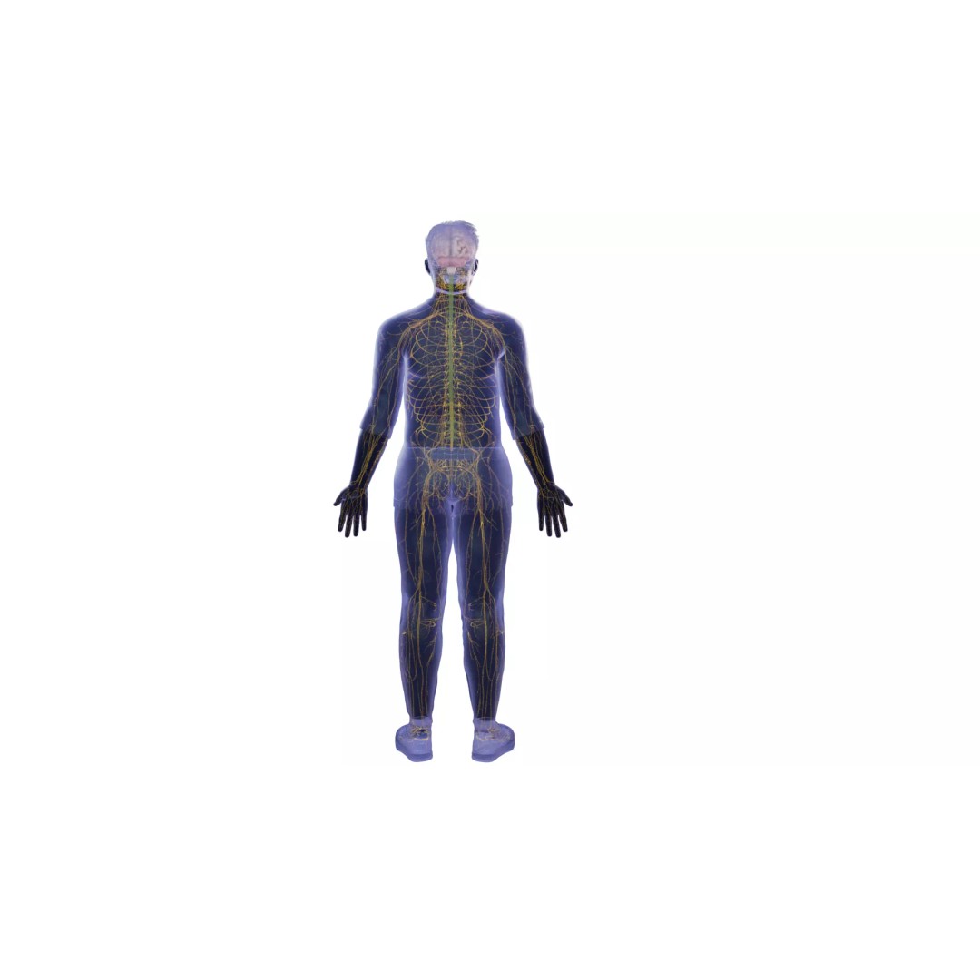 Human Nervous System 3D Model – High Poly Anatomical Asset, FBX - View 6
