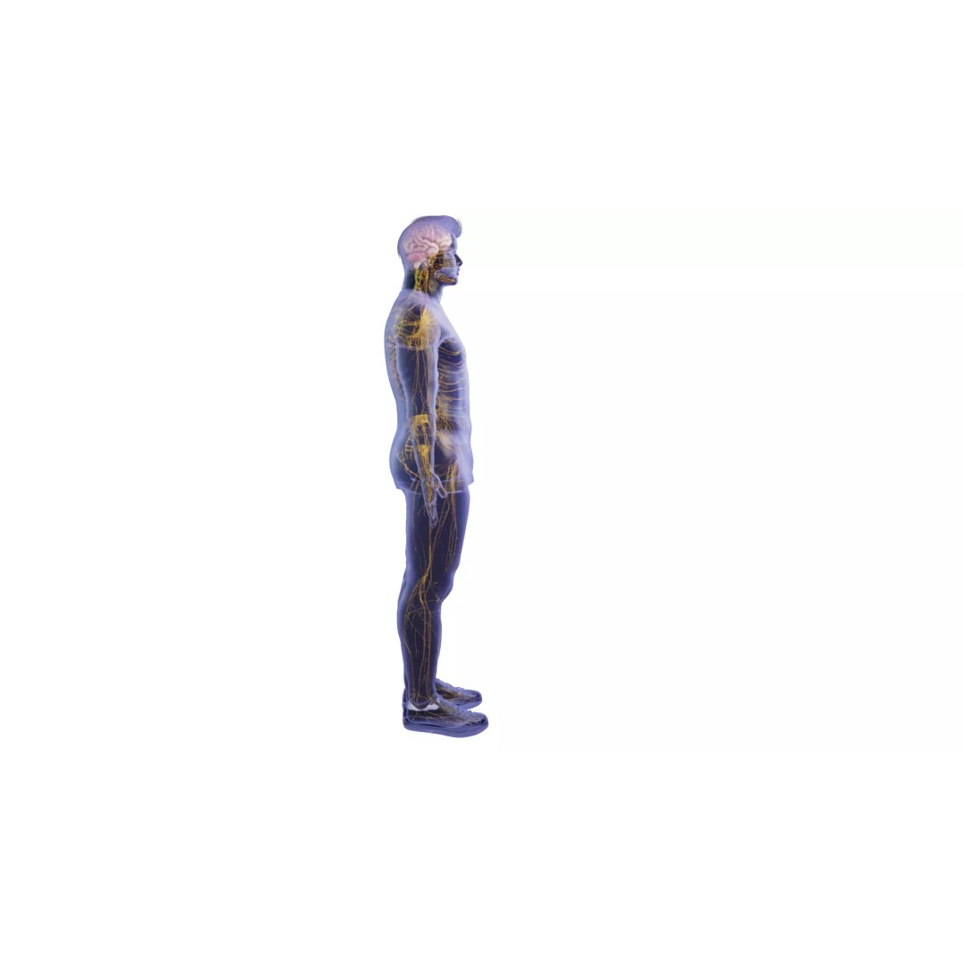 Human Nervous System 3D Model – High Poly Anatomical Asset, FBX - View 8