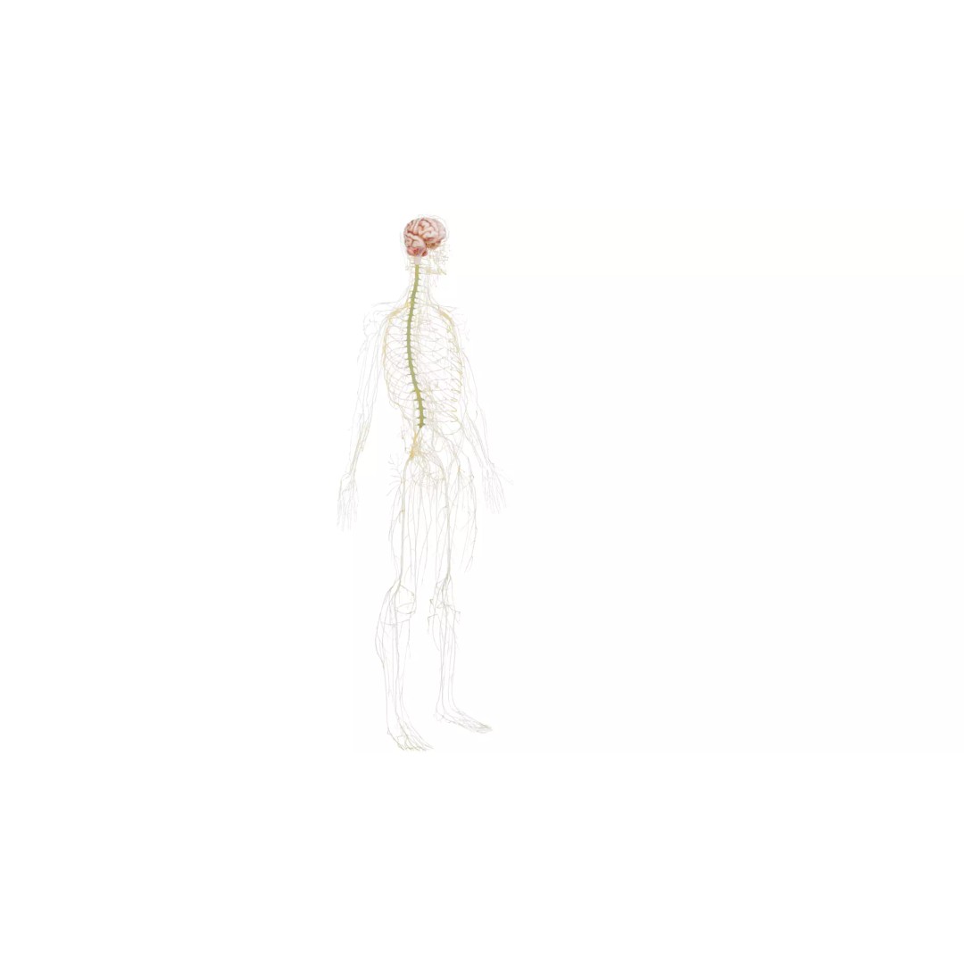 Human Nervous System 3D Model – High Poly Anatomical Asset, FBX - View 9
