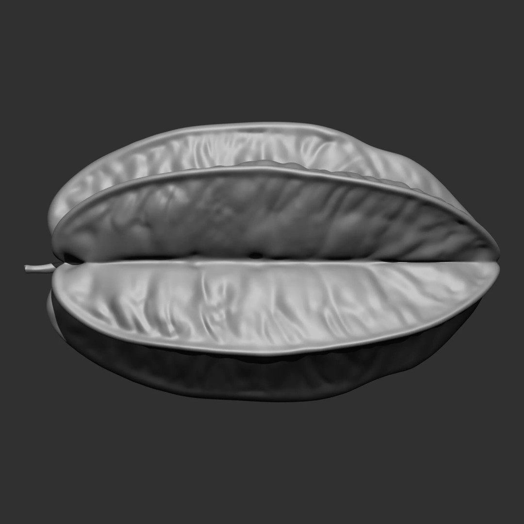 Fruits and Vegetables 3D Model – 17-in-1 Design Brush Pack, OBJ - View 29