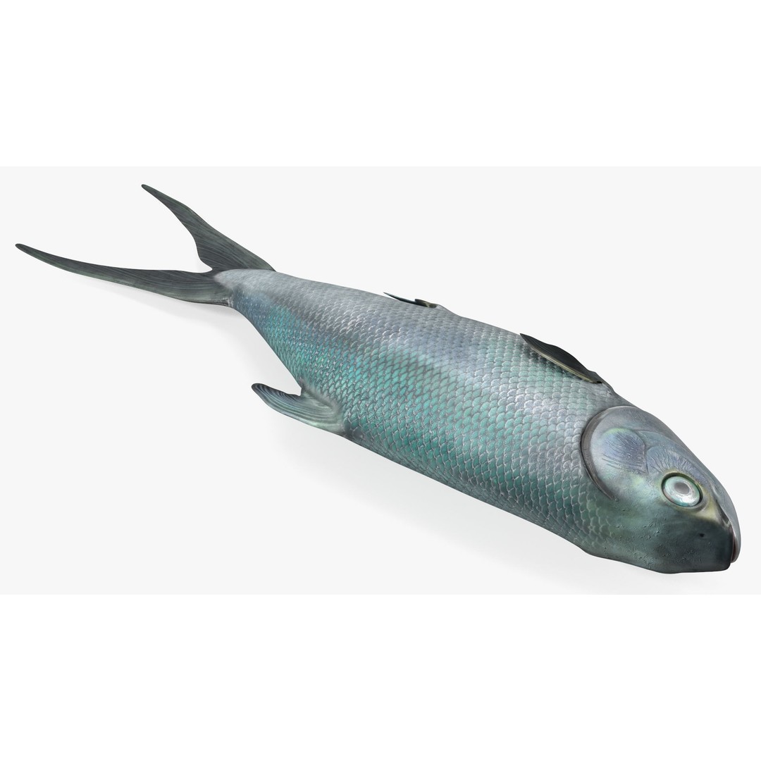 Raw Bangus 3D Model – High Poly PBR Fish Asset, FBX, OBJ - View 10