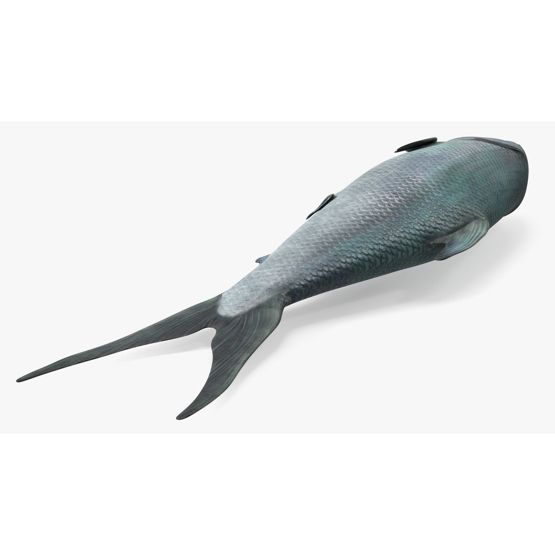 Raw Bangus 3D Model – High Poly PBR Fish Asset, FBX, OBJ - View 11