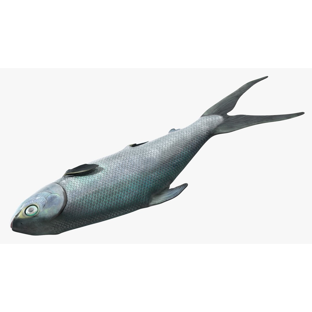 Raw Bangus 3D Model – High Poly PBR Fish Asset, FBX, OBJ - View 12