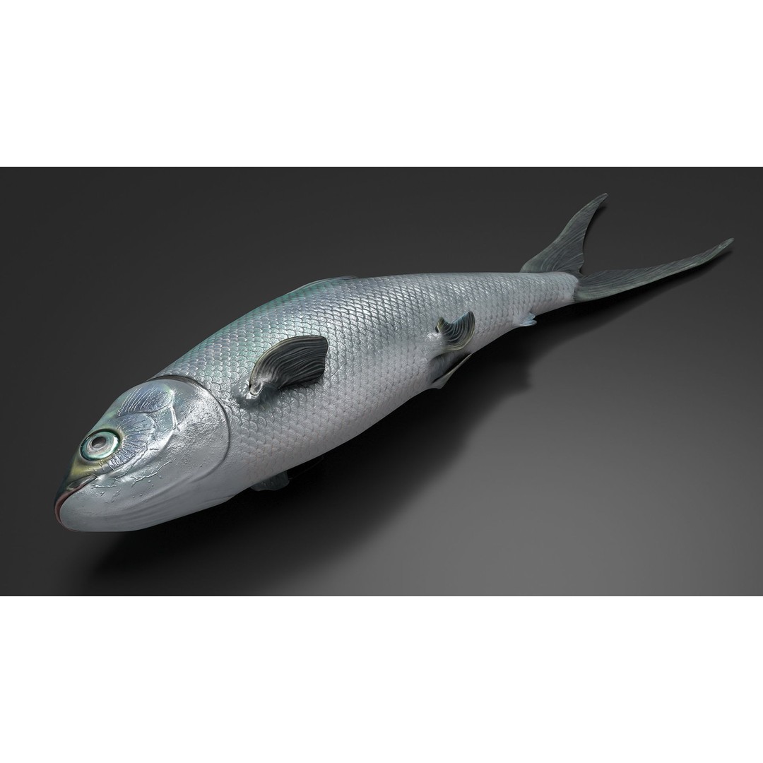 Raw Bangus 3D Model – High Poly PBR Fish Asset, FBX, OBJ - View 6