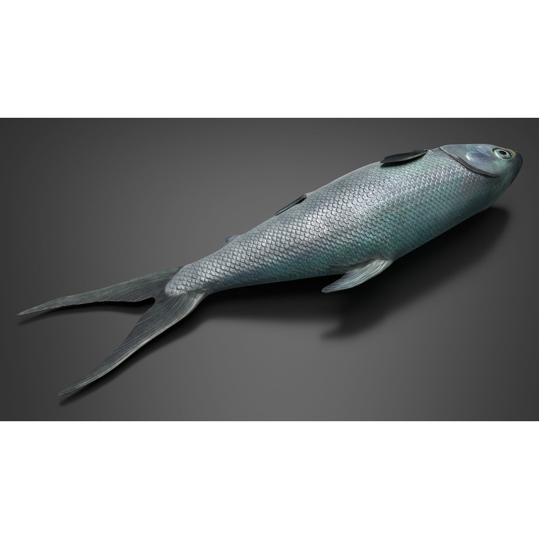 Raw Bangus 3D Model – High Poly PBR Fish Asset, FBX, OBJ - View 7