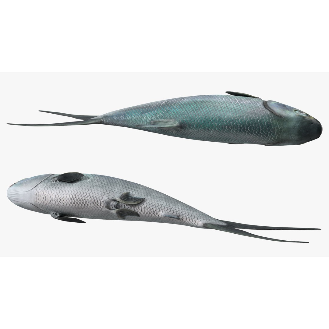Raw Bangus 3D Model – High Poly PBR Fish Asset, FBX, OBJ - View 8