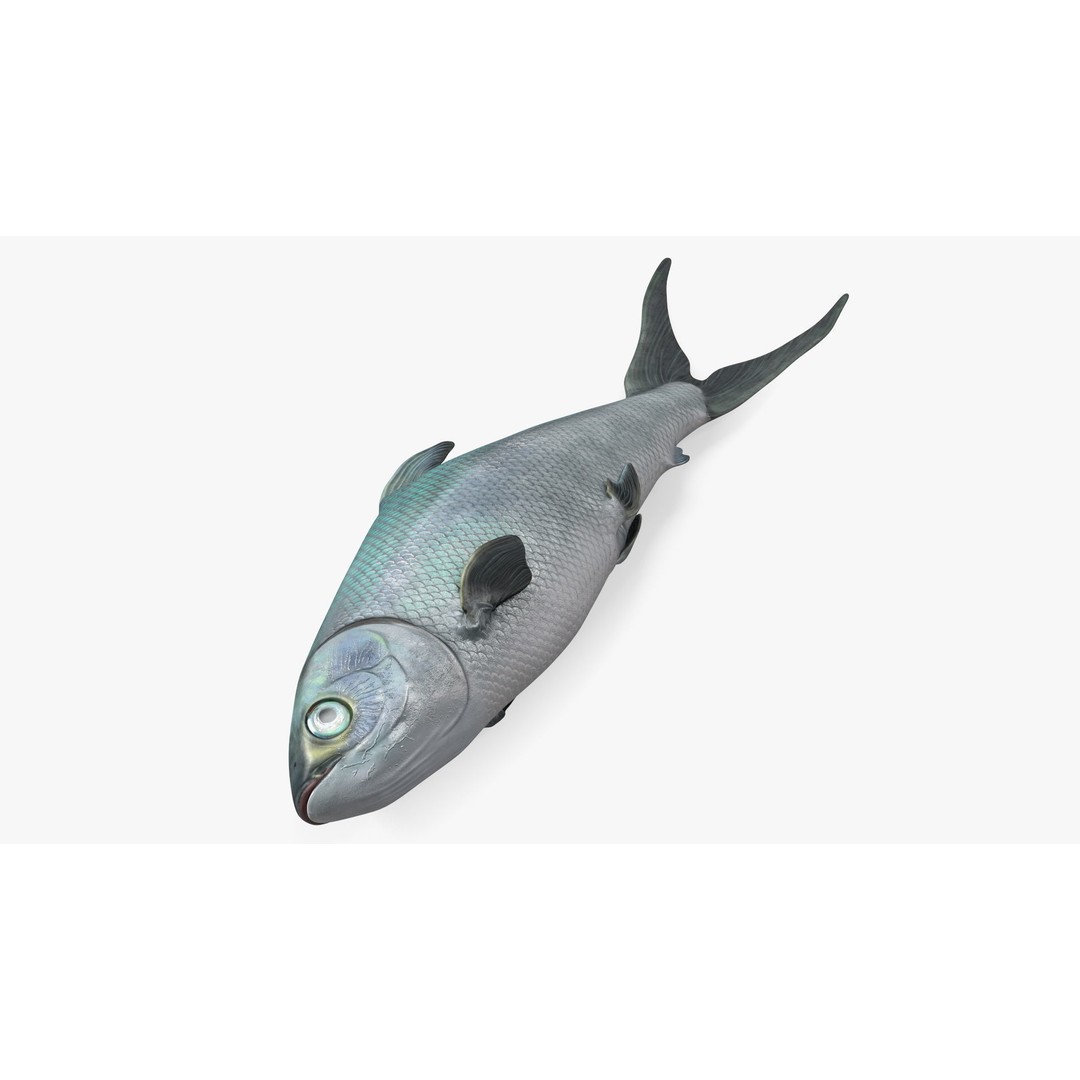 Raw Bangus 3D Model – High Poly PBR Fish Asset, FBX, OBJ - View 9