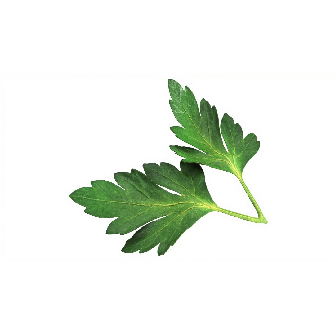 Raw Parsley Leaves 3D Model – PBR Textured Game Asset, FBX - View 2
