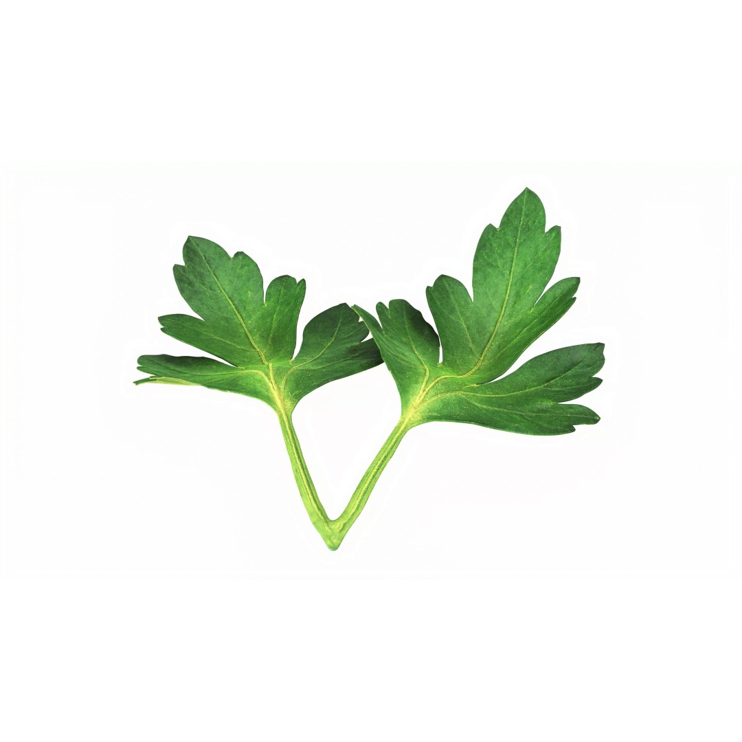 Raw Parsley Leaves 3D Model – PBR Textured Game Asset, FBX - View 3