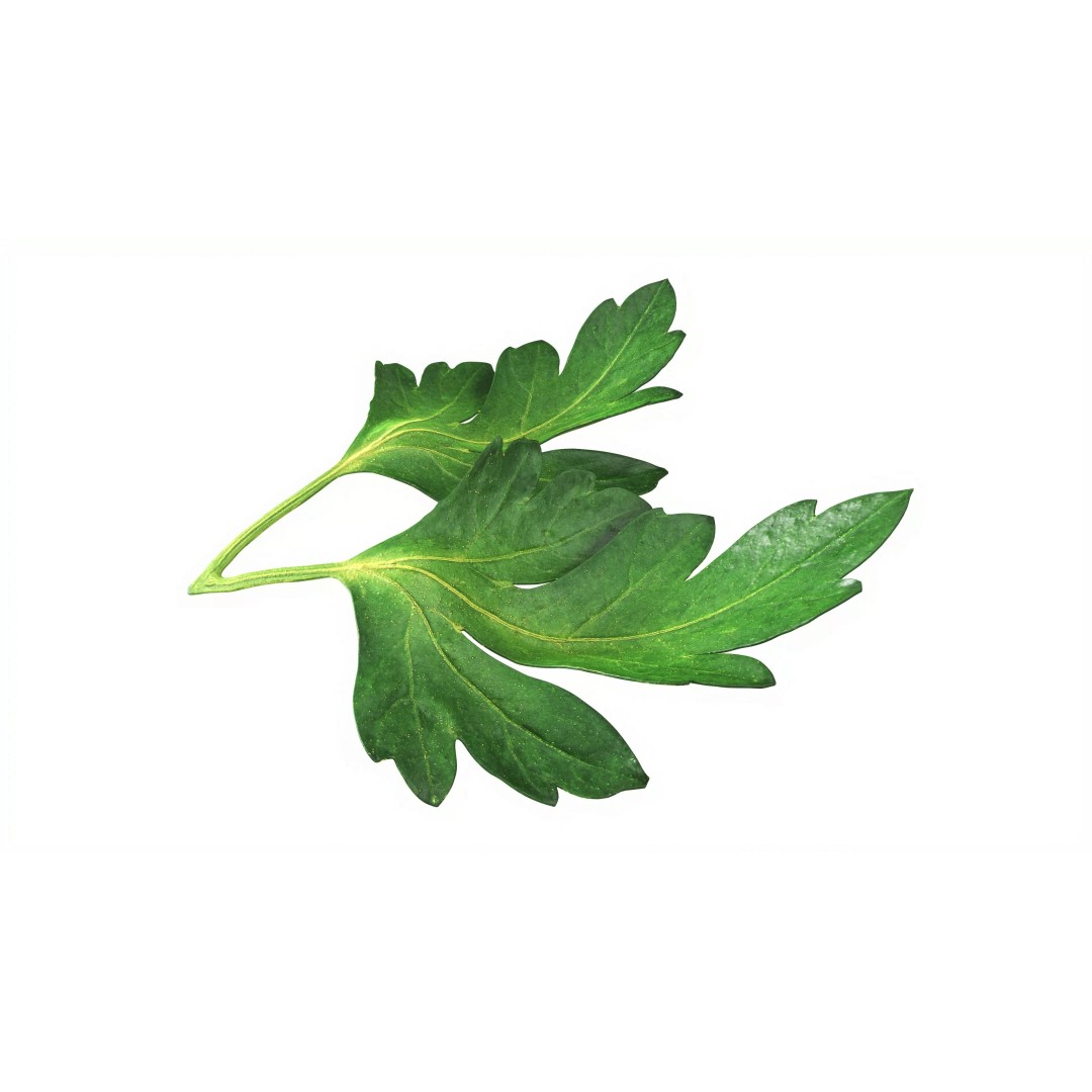 Raw Parsley Leaves 3D Model – PBR Textured Game Asset, FBX - View 4