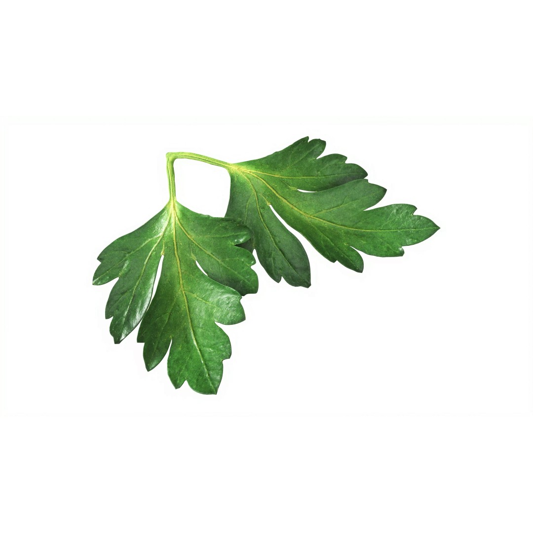 Raw Parsley Leaves 3D Model – PBR Textured Game Asset, FBX - View 5