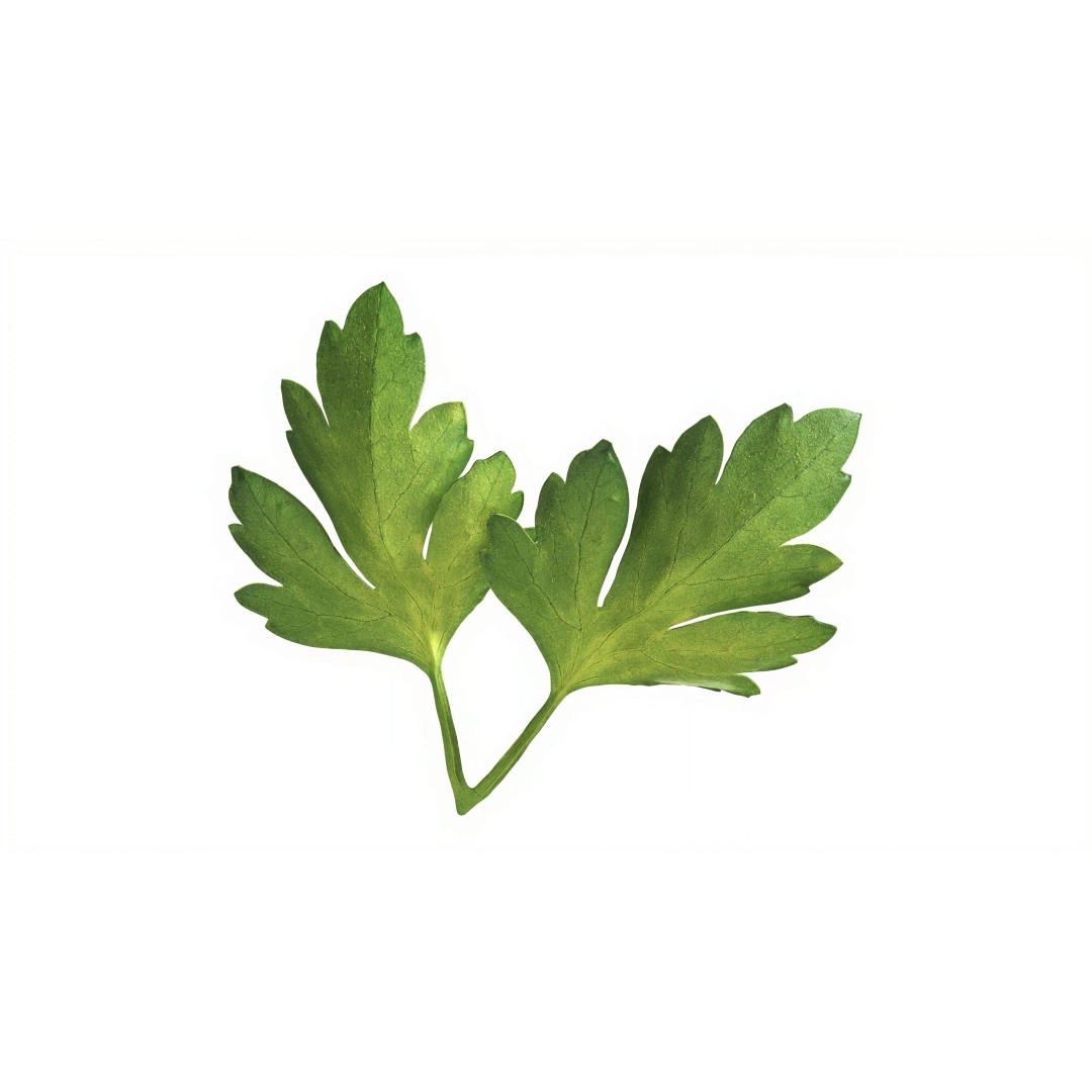 Raw Parsley Leaves 3D Model – PBR Textured Game Asset, FBX - View 6