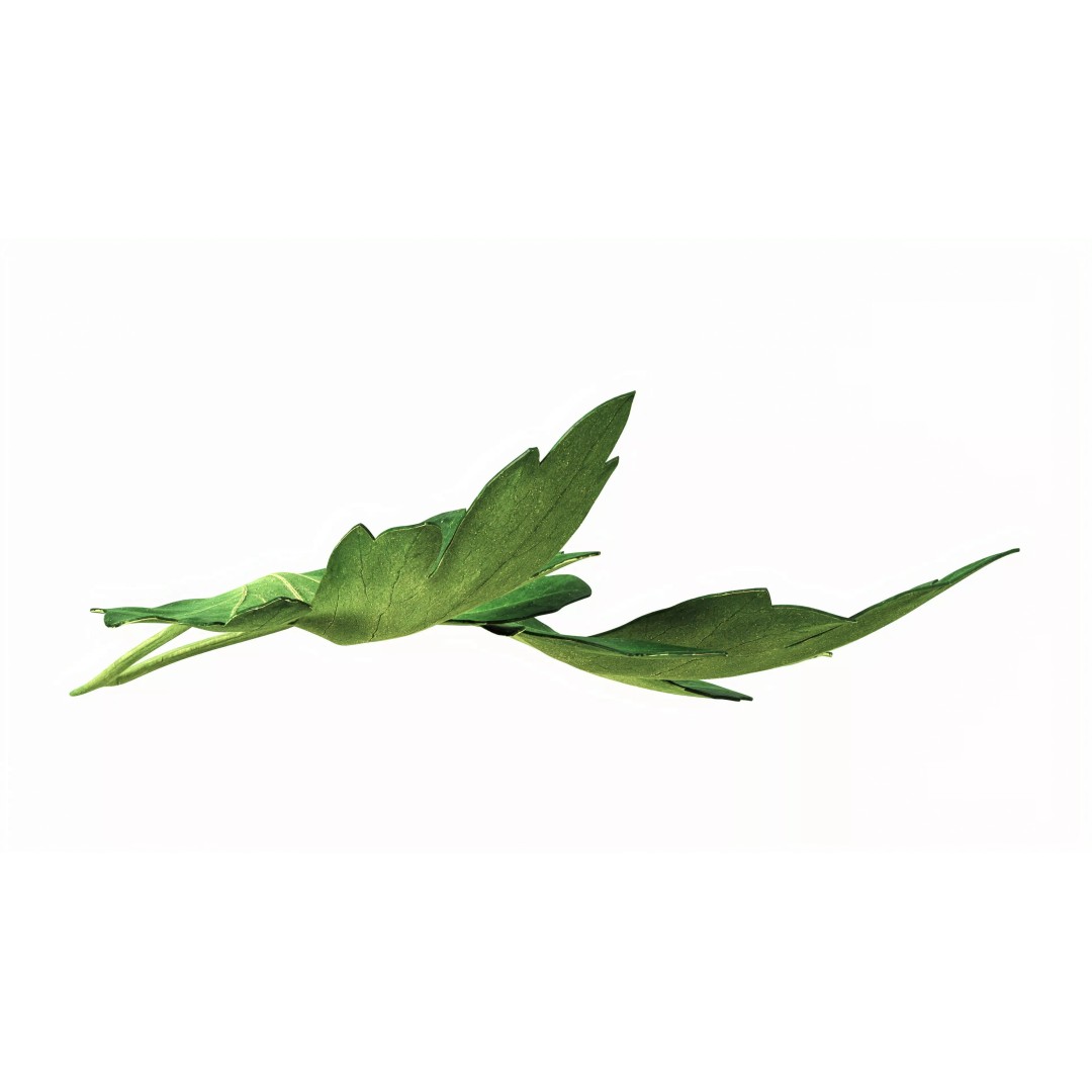Raw Parsley Leaves 3D Model – PBR Textured Game Asset, FBX - View 7