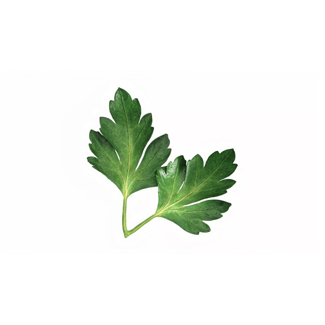 Raw Parsley Leaves 3D Model – PBR Textured Game Asset, FBX - View 8