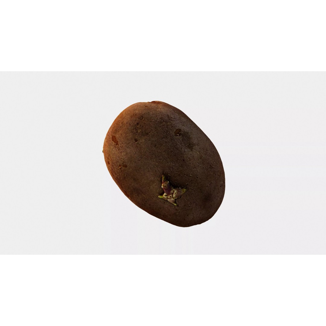 Sprouted Potato 3D Model – Low Poly Photogrammetry Game Asset, FBX - View 10