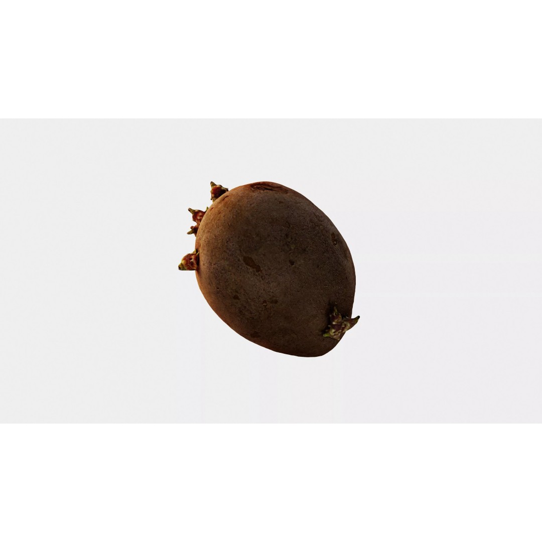 Sprouted Potato 3D Model – Low Poly Photogrammetry Game Asset, FBX - View 11