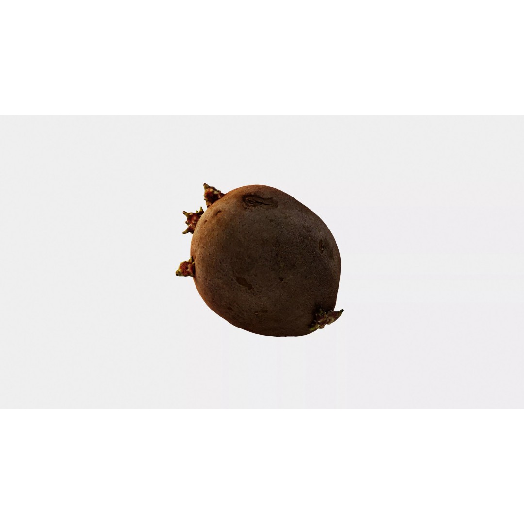 Sprouted Potato 3D Model – Low Poly Photogrammetry Game Asset, FBX - View 12