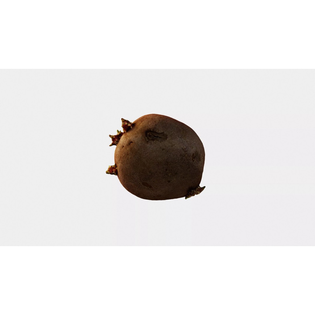 Sprouted Potato 3D Model – Low Poly Photogrammetry Game Asset, FBX - View 13